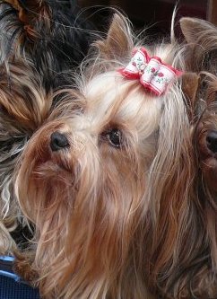 ......BACCARA