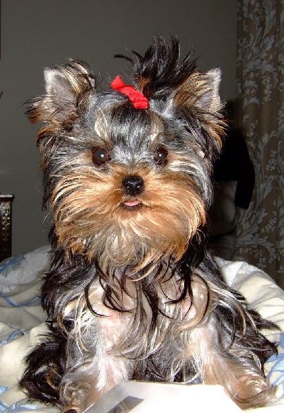 CHERIE FINETTE